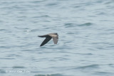 Petrel, Swinhoes Storm @ Straits of Singapore