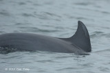 Indo-Pacific Bottlenose Dolphin @ Straits of Singapore