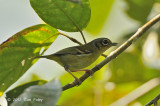 Shrike-babbler Black-eared (female) @ Jalan Richmond