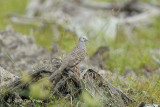 Dove, Zebra