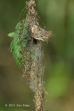 Sunbird, Olive-backed (nest) @ Halus