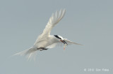Tern, Black-naped @ Changi