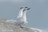 Tern, Black-naped @ Changi