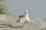 Tern, Black-naped @ Changi