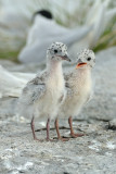 Tern, Black-naped @ Changi