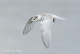 Tern, Black-naped @ Changi
