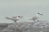 Tern, Black-naped @ Changi