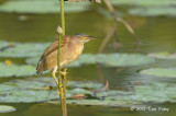 Bittern, Yellow (male) @ Japanese Gardens