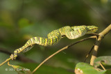 Viper, Waglers Pit (female)