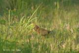 Crake, Ruddy-breasted @ Changi