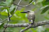 Kingfisher, Great-billed @ near Batu Putih