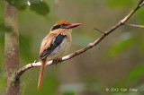 Kingfisher, Lilac-cheeked