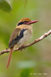 Kingfisher, Lilac-cheeked (female) @ Tangkoko