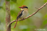 Kingfisher, Lilac-cheeked (female) @ Tangkoko