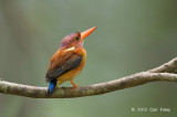 Kingfisher, Sulawesi Dwarf @ Tangkoko