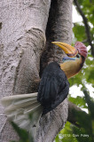 Hornbill, Red-knobbed (male) @ Tangkoko