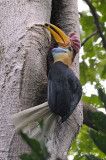 Hornbill, Red-knobbed (male) @ Tangkoko