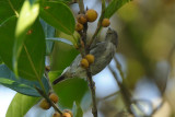 Flowerpecker, Brown-backed