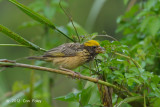 Weaver, Streaked (male) @ Halus