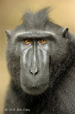 Crested Black Macaque @ Tangkoko