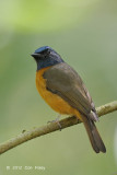 Flycatcher, Blue-fronted