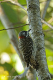 Woodpecker, Sulawesi Pygmy @ Lake Tambing