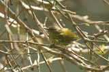 Sunbird, Purple-naped @ The New Road