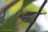 Yuhina, White-bellied @ New Road