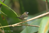 Munia, White-rumped @ The Gap