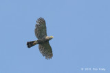 Goshawk, Crested