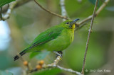 Leafbird, Greater Green (female)