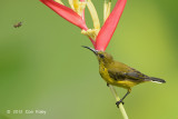 Sunbird, Olive-backed @ Botanic Gardens