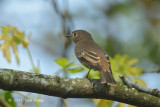 Flycatcher, Brown-streaked @ Pasir Ris