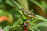 Flowerpecker, Orange-bellied (female) @ Bukit Batok