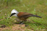 Laughingthrush, White Crested @ Bukit Batok