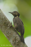 Woodpecker, Buff-necked (female)