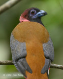 Trogon, Diards (male)
