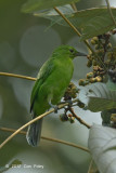 Leafbird, Lesser Green (female)