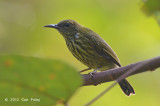 Sunbird, Purple-naped 