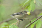 Flowerpecker, Scarlet-backed (female) @ SBWR