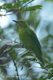 Leafbird, Lesser Green (female)
