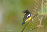 Flycatcher, Yellow-rumped (male) @ Halus