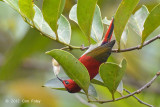 Sunbird, Temmincks (male)