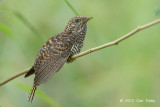 Cuckoo, Rusty-breasted (fledgling) @ Halus