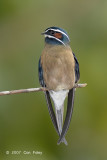 Treeswift, Whiskered (male) @ Danum Valley