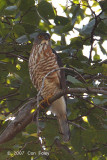 Goshawk, Crested (adult male) @ Doi Inthanon