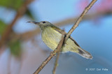 Sunbird, Black-throated (female) @ Doi Inthanon