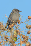 Drongo, Ashy @ Inthanon Highland Resort