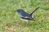Robin, Magpie (female) @ Chinese Gardens