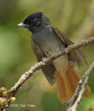 Flycatcher, Blyths Paradise @ Chinese Gardens
